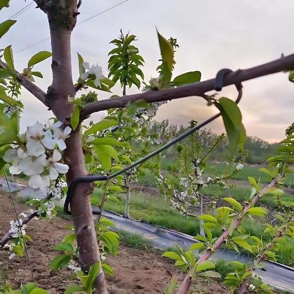 Penyangga Cabang Pohon Buah ya - Bonsai Garden Plants ulasan dan harga