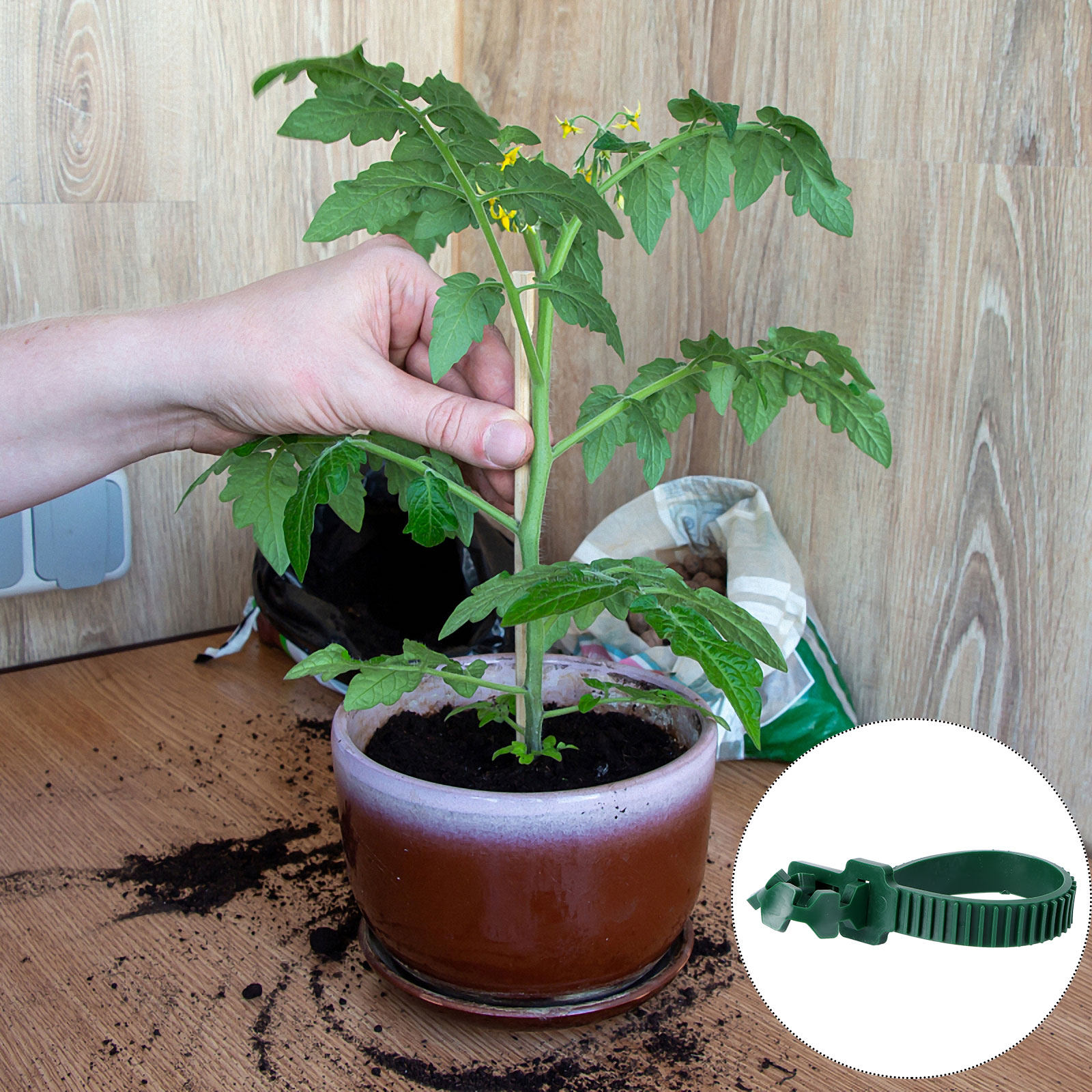 20 Buah Gesper Penahan Tanaman - Bonsai Garden Plants ulasan dan harga